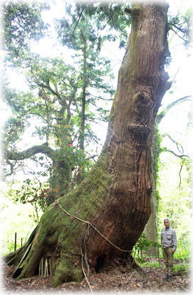 画像：大杉神社の大杉（幹と並ぶ）