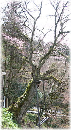 画像：円通寺の一本桜