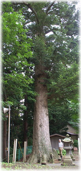 画像：トピコの木（幹と並ぶ）