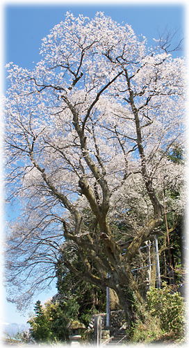 画像：矢高諏訪神社の殿様三本桜_1