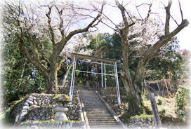 画像：矢高諏訪神社の殿様三本桜_2