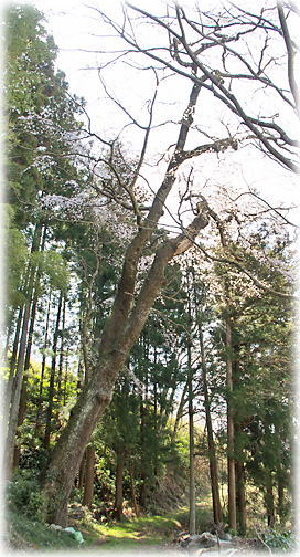 画像：平沢虚空蔵尊の枝垂桜