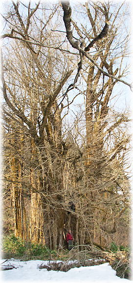 画像：慈光寺の乳公孫樹（幹と並ぶ）