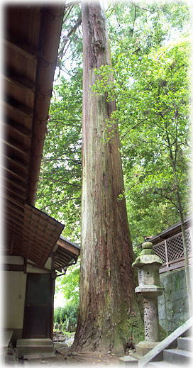 画像：神楽岡神社のスギ