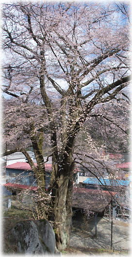 画像：熊野神社夫婦桜