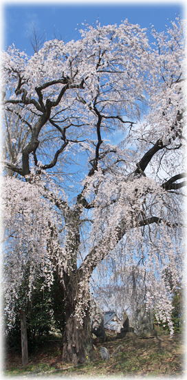 画像：神田不動の桜