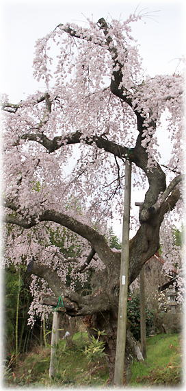 画像：建福寺のしだれ桜