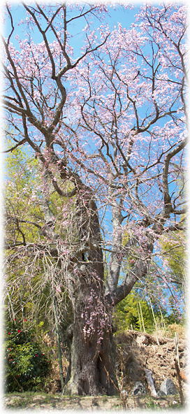 画像：込木地蔵桜