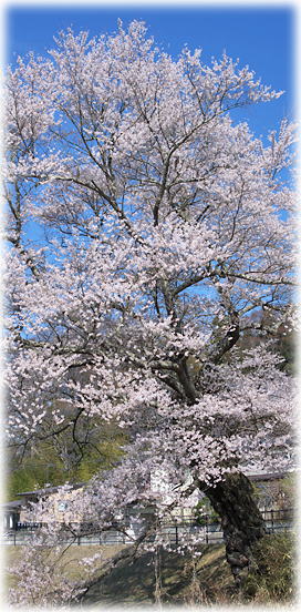 画像：京塚の桜