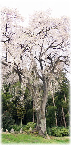 画像：大畑前久保の不動桜