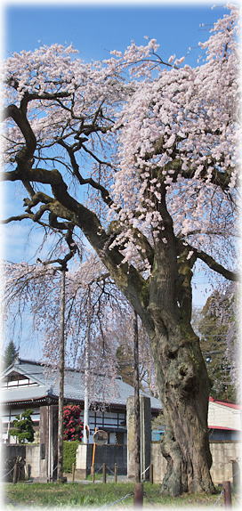 画像：正福寺のしだれ桜