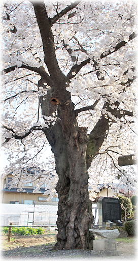 画像：中野集会所の桜