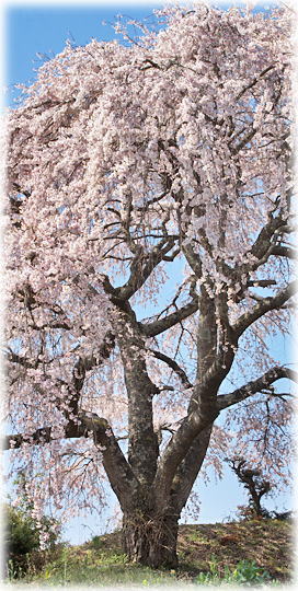 画像：西ノ内枝垂桜