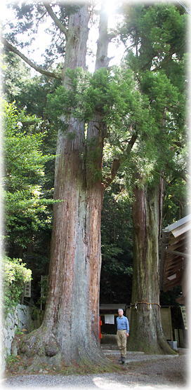 画像：西山八坂神社のスギ（幹と並ぶ）