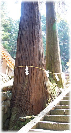 画像：海神社の神代杉