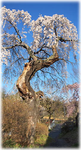 画像：桜内の枝垂桜