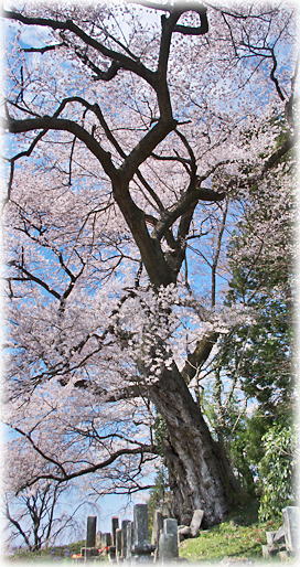 画像：鷹巣菖蒲作の桜