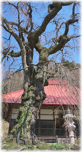 画像：松岳寺のシダレザクラ
