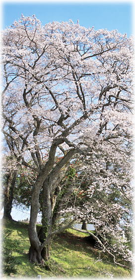 画像：高木神社の桜
