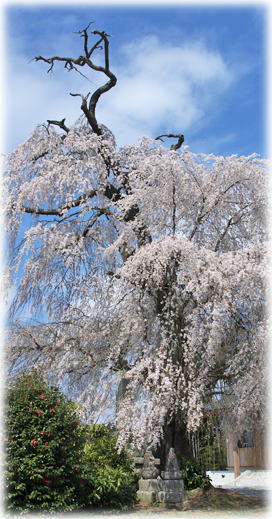 画像：慈眼寺のしだれ桜