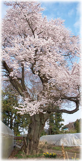 画像：三島街道名代の桜