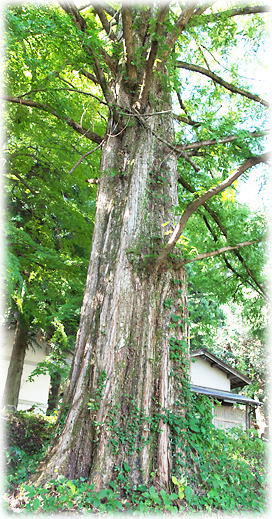 �摜�F�Ԍ������{�̃��^�Z�R�C�A