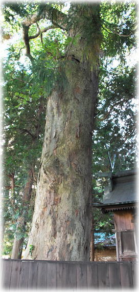 画像:阿礼神社のケヤキ 画像:阿礼神社のケヤキ