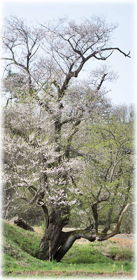 画像：小鵇ヶ清水の桜