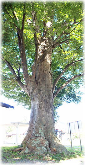 画像:川手天伯社のケヤキ 画像:川手天伯社のケヤキ