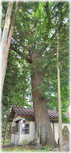 画像：駒形根神社のイチョウ