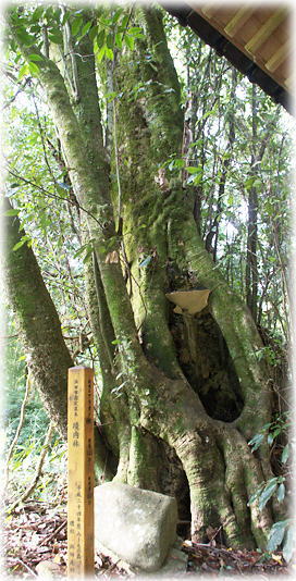 画像:宇津井大歳神社のアラカシ 画像:宇津井大歳神社のアラカシ