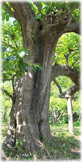 �摜�F�H���̐����`�Ö�