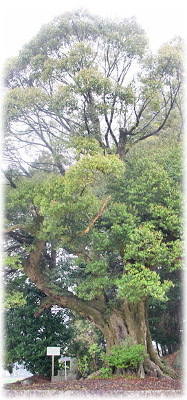 �摜�F�����_�Ђ̃X�_�W�C