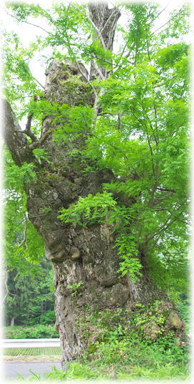 �摜�F�ԉ��̃T�C�J�`