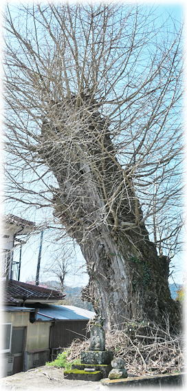 �摜�F��_�Ђ̃C�`���E