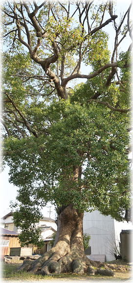 �摜�F�������̃N�X�m�L