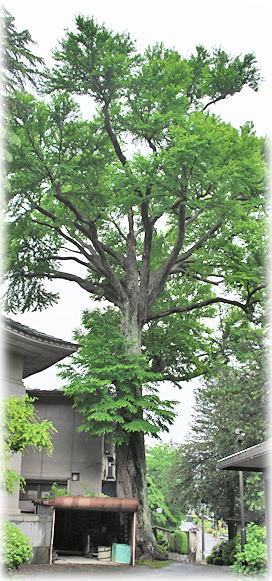 �摜�F�厜���̃J�c��