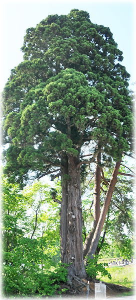 �摜�F�勻���̃X�M