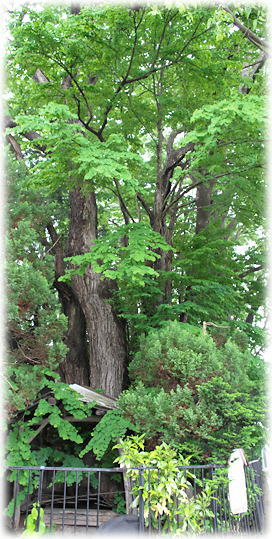 �摜�F�䒆���̃J�c��