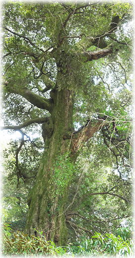 �摜�F�]���R�ω��̃V�C