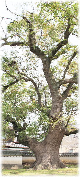 �摜�F�[�]�_�Ђ̃N�X�m�L