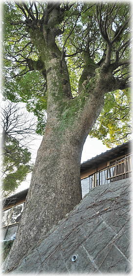 �摜�F���������{�̃N�X�m�L