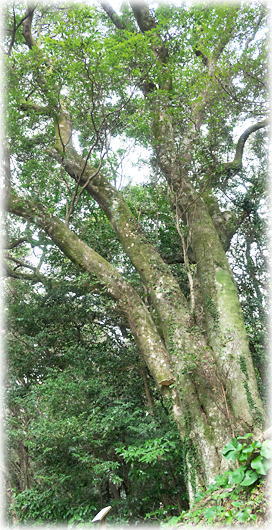 �摜�F�D�R�̃^�u�m�L