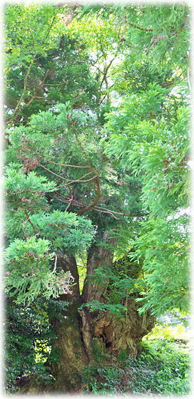 �摜�F����̌j�̖�