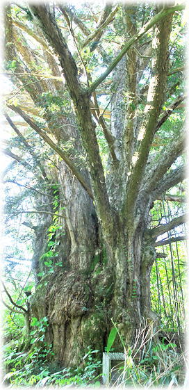 �摜�F���m�X�̃J��