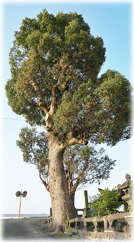 �摜�F�ԏ@�_�Ђ̃N�X�m�L