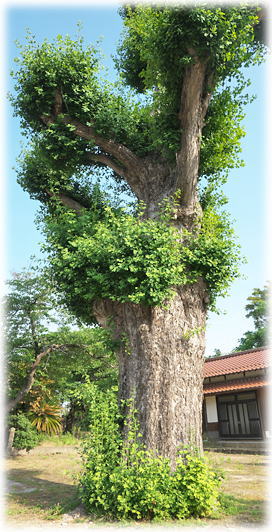 �摜�F�g�������{�̃C�`���E