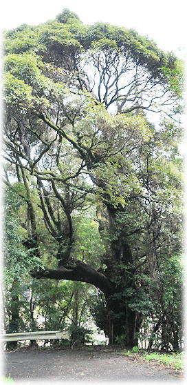 �摜�F����̃V�C