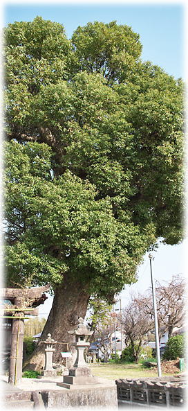 �摜�F���É�V���_�Ђ̃N�X�m�L