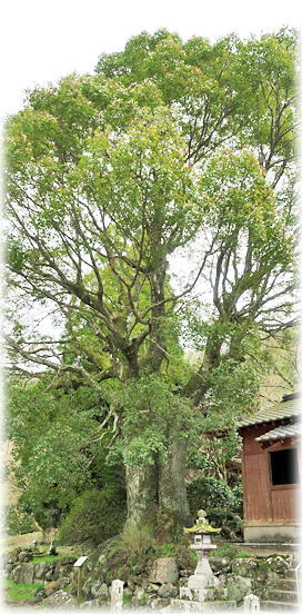 �摜�F�H���Ԗ����Ђ̃N�X�m�L